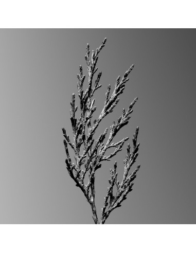 Tom Ford Ombré Leather Reserve Eau Parfum
